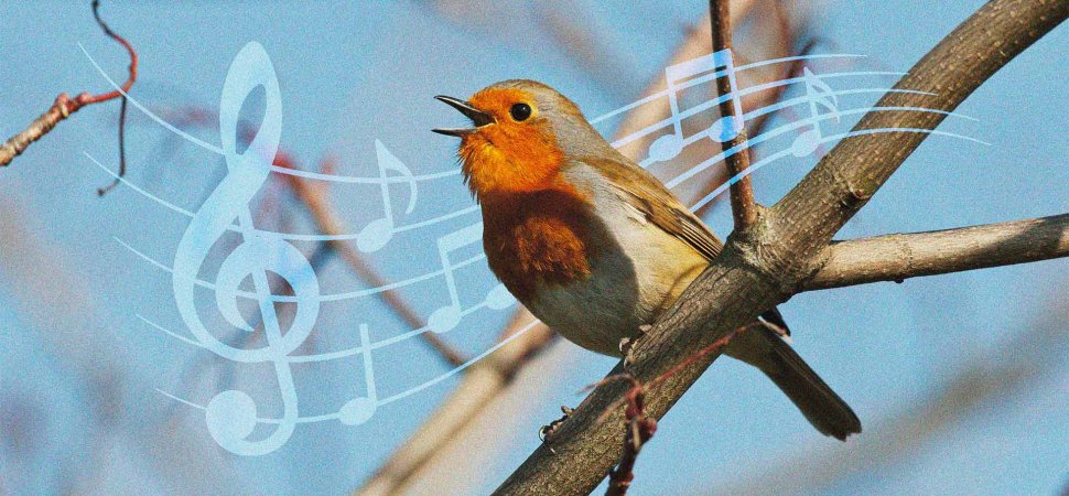 Why You Need to Embrace Birdsong Leadership