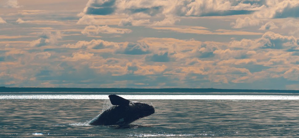 Shipping Companies Push Back Against Vessel Speed Rules Designed to Protect Whales
