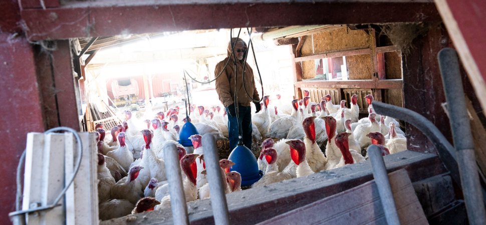 Farmers Seek Bird Flu Vaccines for Livestock as Fall Migration Begins