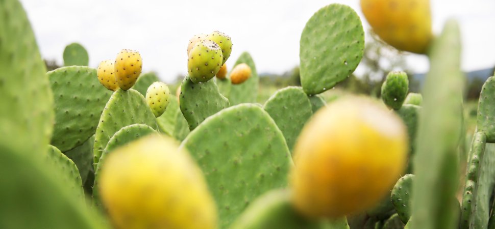 Meet the Cactus Powering a New Generation of Latino-Owned Businesses