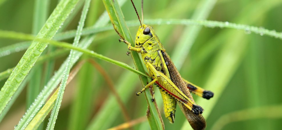 Tired of Forgetting Names? Use the Grasshopper Trick to Remember Almost Everyone, Backed By Neuroscience thumbnail
