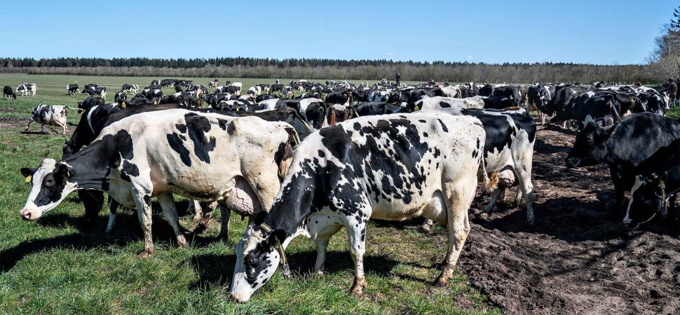 Denmark Instates World’s First Cow Emissions Tax