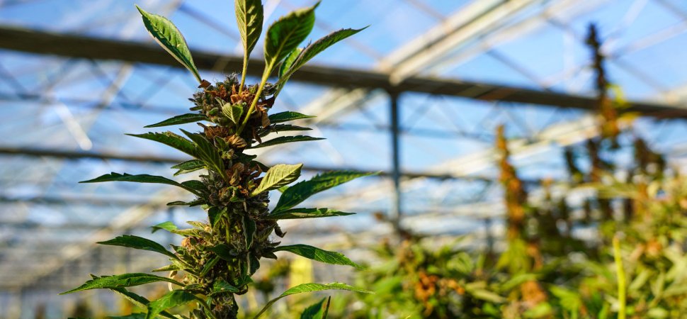 Recreational Marijuana is On Its Way in Ohio